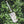 ブルドリュッシュ ライチハチミツ 275mlボトルと植物の画像